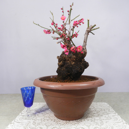 ☆ENGEI ichioki☆寒梅盆栽「八重寒紅」鉢株◇しっかりとした太 ☆ENGEI ichioki☆寒梅盆栽「八重寒紅」鉢株◇しっかりとした太