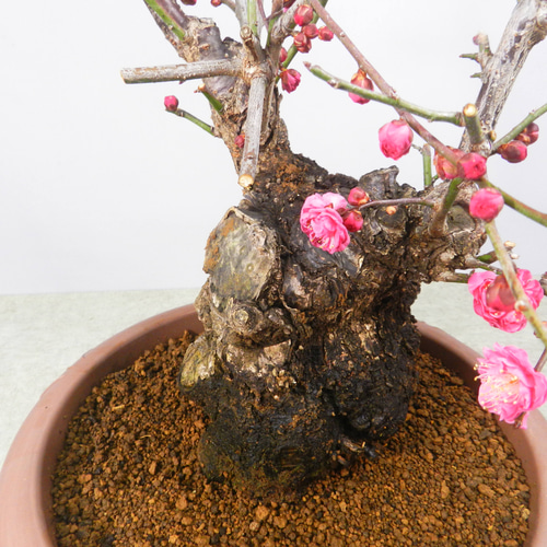 ☆ENGEI ichioki☆寒梅盆栽「八重寒紅」鉢株◇しっかりとした太幹樹