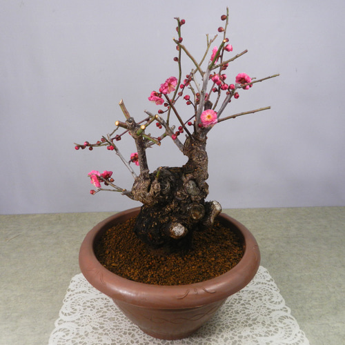 ☆ENGEI ichioki☆寒梅盆栽「八重寒紅」鉢株◇しっかりとした太幹樹