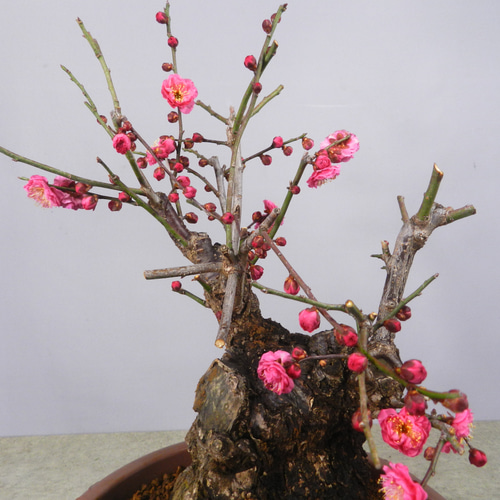 ☆ENGEI ichioki☆寒梅盆栽「八重寒紅」鉢株◇しっかりとした太幹樹