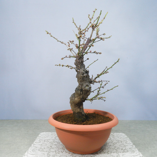 ☆ENGEI ichioki☆寒梅盆栽「思いのまま」鉢株02◇開花が楽しみな一品