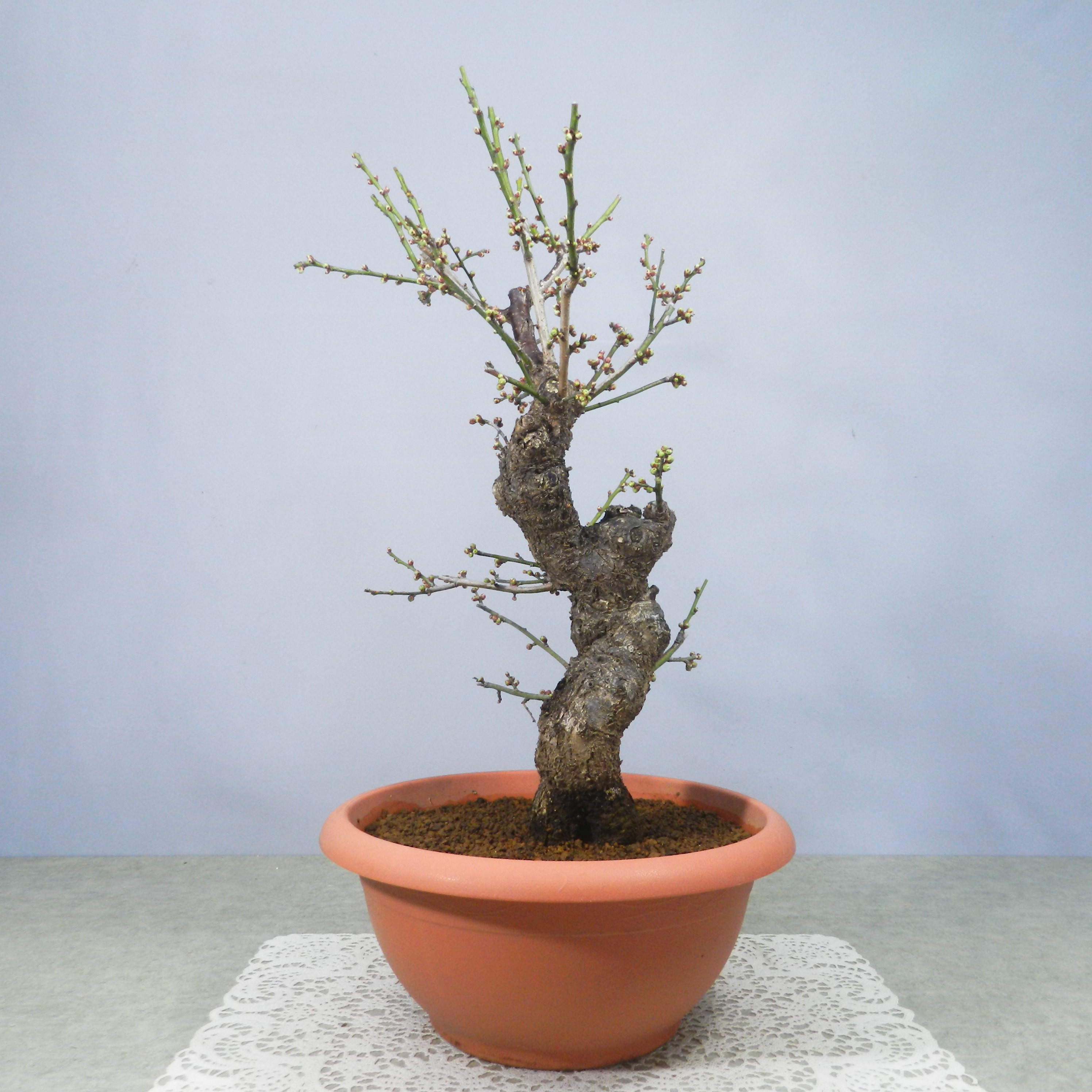 ぷりん　梅　思いのまま　盆栽　２本