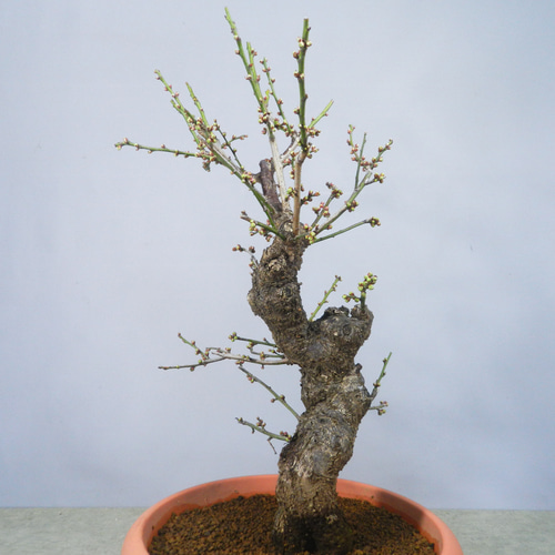 ☆ENGEI ichioki☆寒梅盆栽「思いのまま」鉢株02◇開花が楽しみな一品