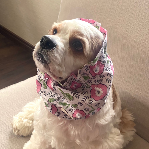 マユ様❤️春♡いちご♡ワンピース♡ハンドメイド犬服 マユ様