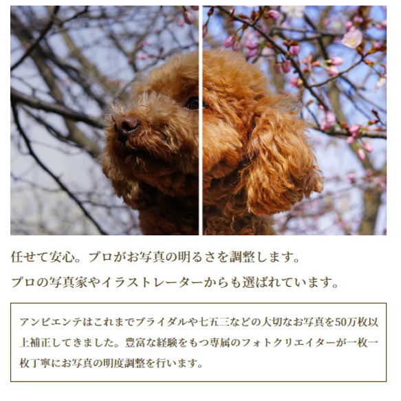 子育て感謝状⭐️キャンバスプリント ｜側面印刷OK 写真補正無料 　両親贈呈　TYB-004 11枚目の画像