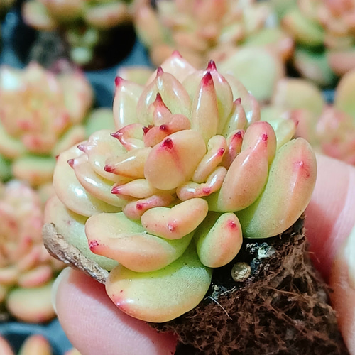 多肉植物エケベリアりんご花3個韓国輸入苗超人気苗モス付き3個 多肉植物エケベリアりんご花3個韓国輸入苗超人気苗モス付き3個
