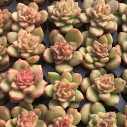 **週末のみ出品** 多肉植物　韓国苗　りんごの花　抜き苗　10cm以上 週末のみ出品** 多肉植物 韓国苗 りんごの花 抜き苗 10cm以上