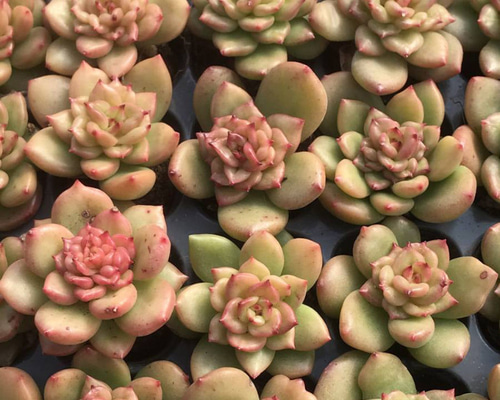 **週末のみ出品** 多肉植物　韓国苗　りんごの花　抜き苗　10cm以上 多肉植物 韓国苗 抜き苗 白桃 | BooTA29♡Succulent