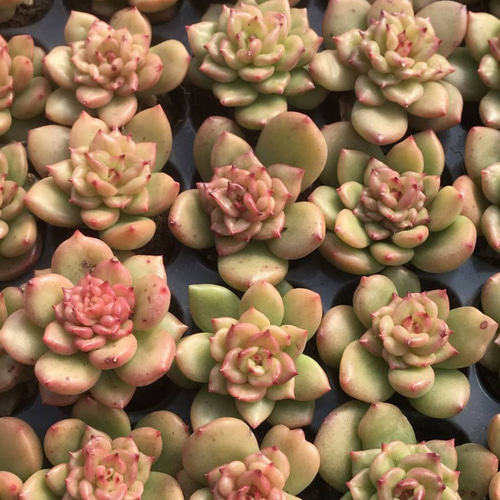 多肉植物エケベリアりんご花3個韓国輸入苗超人気苗モス付き3個 多肉植物エケベリアりんご花3個韓国輸入苗超人気苗モス付き3個