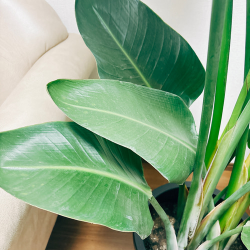 現品］3番 ストレリチアニコライ オーガスタ 10号 尺鉢 観葉植物