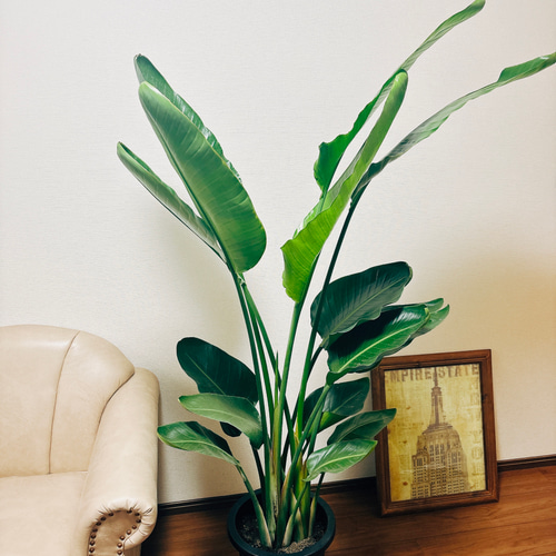 現品］3番 ストレリチアニコライ オーガスタ 10号 尺鉢 観葉植物 大型