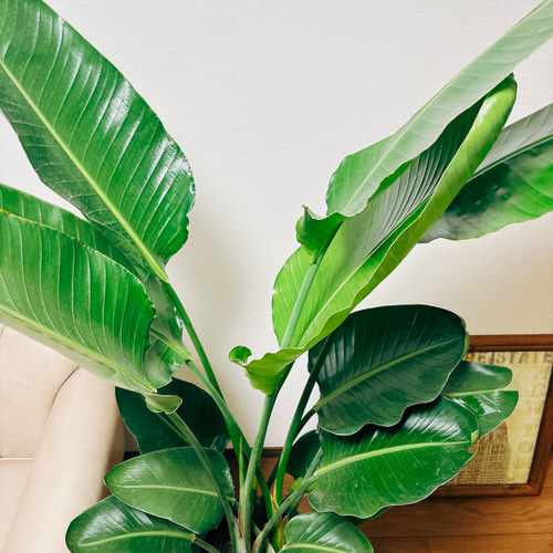 水曜特価！オーガスタ　ストレリチア　ニコライ　3株植え　苗　苗木　10号鉢 水曜特価！オーガスタ ストレリチア ニコライ 3株植え 苗 苗木