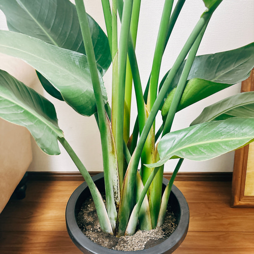 週末特価！オーガスタ　ストレリチア　ニコライ　3株植え　苗　苗木　10号鉢 週末特価！オーガスタ ストレリチア ニコライ 3株植え 苗 苗木