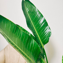 ［現品］3番　ストレリチアニコライ　オーガスタ　10号　尺鉢　観葉植物　大型　室内　おしゃれ　育てやすい　南国風　プラ鉢 7枚目の画像