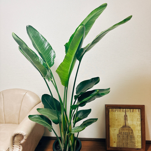 水曜特価！オーガスタ　ストレリチア　ニコライ　3株植え　苗　苗木　10号鉢 現品］3番 ストレリチアニコライ オーガスタ 10号 尺鉢 観葉植物