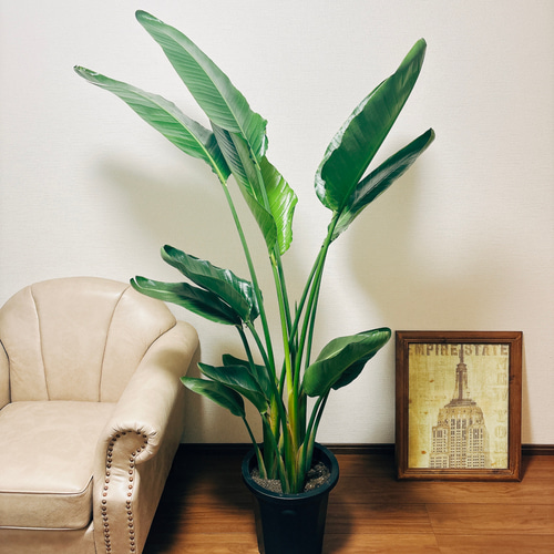 現品］3番 ストレリチアニコライ オーガスタ 10号 尺鉢 観葉植物