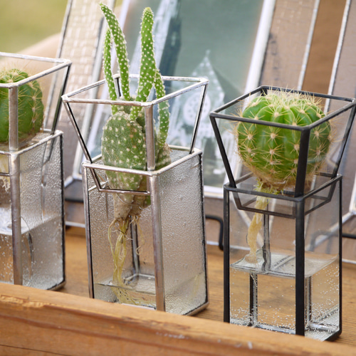 10¹² terra hydro 水耕栽培 ケース 10¹² terra hydro 水耕栽培 ケース テラリウム 多肉 植物