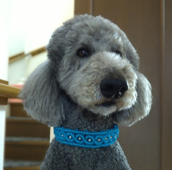 「Ｎさまオーダー品」中型犬用　メタルビーズが映えるバックルタイプ首輪（内周33ｃｍ） 2枚目の画像