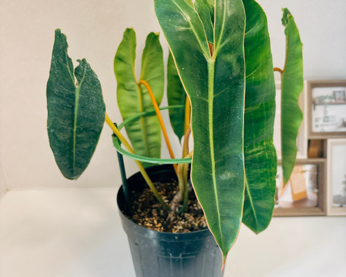 現品］【希少】6番 フィロデンドロン ビレッティア 6号 観葉植物 室内