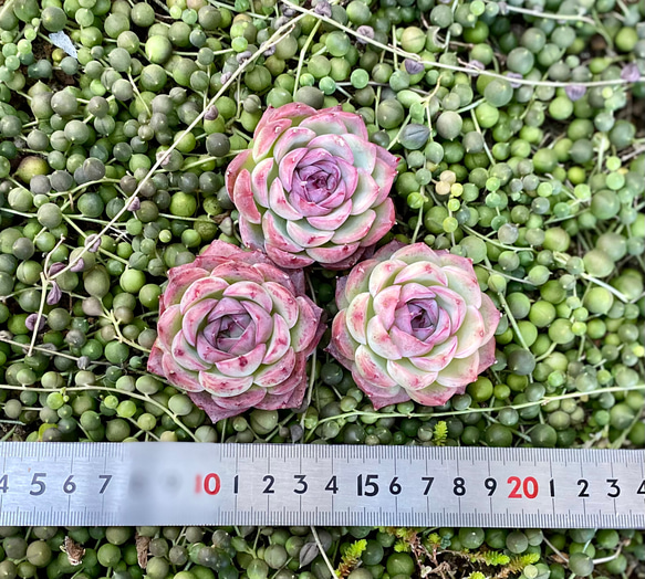 レッドザラゴーサhyb   韓国苗　エケベリア　多肉植物 1枚目の画像