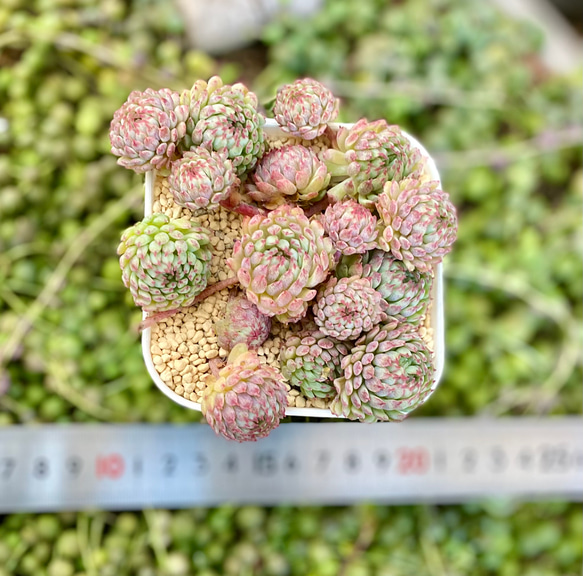 ビンセントカトー 特大群生 韓国苗 エケベリア 多肉植物 多肉植物