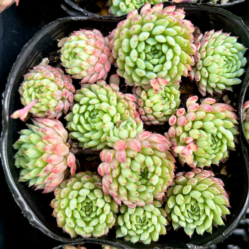 ビンセントカトー 特大群生 韓国苗 エケベリア 多肉植物 多肉植物