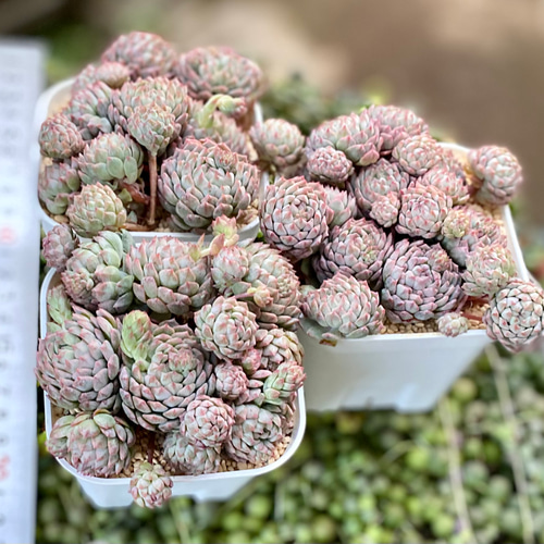 グロブローサxブルーミニマ 多肉植物 エケベリア 群生