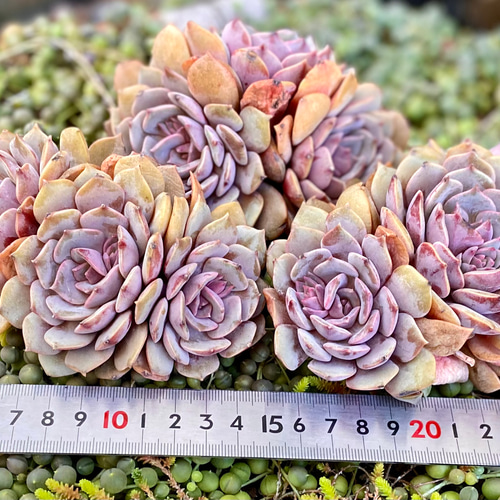 ピンクバタフライ 特大3頭群生 韓国苗 エケベリア 多肉植物 多肉