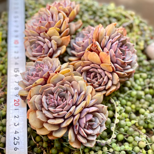 ピンクバタフライ 特大3頭群生 韓国苗 エケベリア 多肉植物 多肉