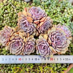 ピンクバタフライ 特大3頭群生 韓国苗 エケベリア 多肉植物 多肉植物