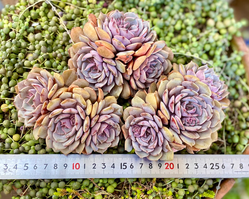 e269a917297af7d60dda6253aba8c2