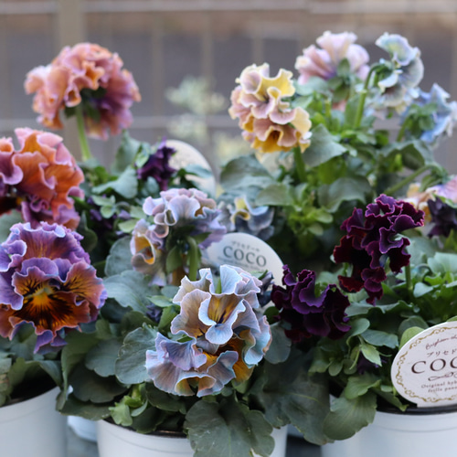 確認ページ 希少カラー 変わり咲きパンジー ファンジー 2ポットセット