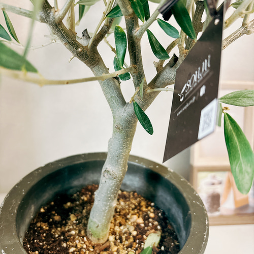 現品］3番 創樹 オリーブ チプレッシーノ 6号 観葉植物 屋外 プラ鉢  