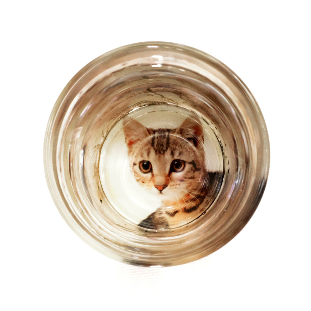 白亜器　猫口　お猪口　おちょこ　おにょこ Amazon.co.jp: 白亜器さん おちょこ お猪口 猫口 にょこ : おもちゃ