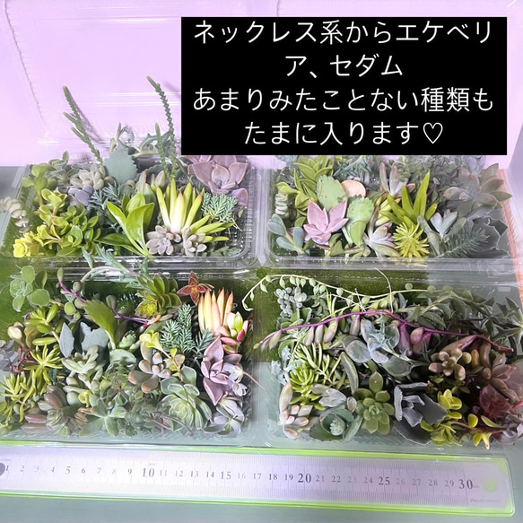 〜多肉植物カット苗〜100gパック (フードパック発送) 3枚目の画像