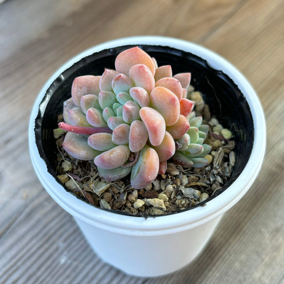 ラウ065 多肉植物 多肉植物 kanomarihome 通販 17263575｜Creema(クリーマ)