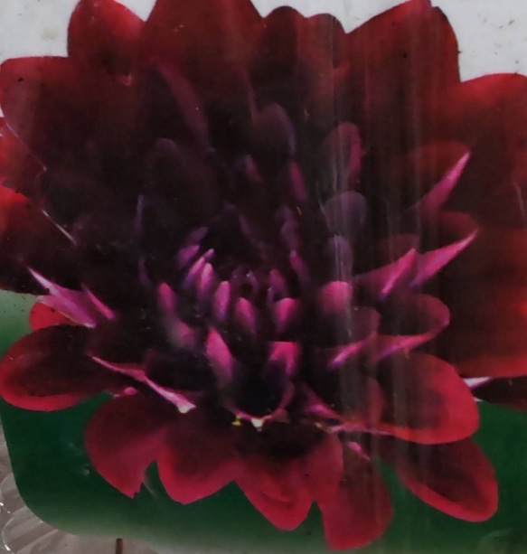 B【黒蝶 1球】魅惑的なアンティークカラー  その美しさから切り花としても需要の高い品種 1枚目の画像