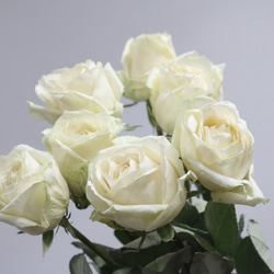 奇跡の花 アイスフラワー 白バラ 水分を99％以上取り除いています 1枚目の画像
