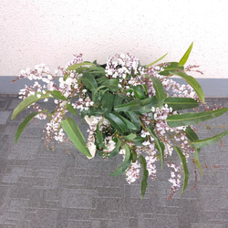 【現品】ハーデンベルキア　2ポット　薄紫色・白色花鉢　観葉植物　蕾沢山　小町藤　4号　花 8枚目の画像