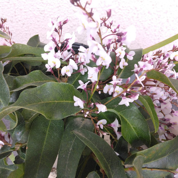 【現品】ハーデンベルキア　2ポット　薄紫色・白色花鉢　観葉植物　蕾沢山　小町藤　4号　花 10枚目の画像