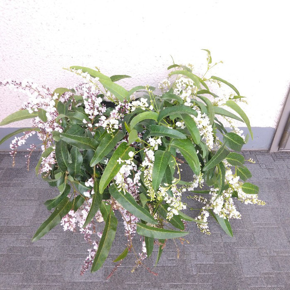 【現品】ハーデンベルキア　2ポット　薄紫色・白色花鉢　観葉植物　蕾沢山　小町藤　4号　花 2枚目の画像