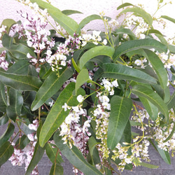 【現品】ハーデンベルキア　2ポット　薄紫色・白色花鉢　観葉植物　蕾沢山　小町藤　4号　花 4枚目の画像