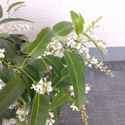 【現品】ハーデンベルキア　2ポット　薄紫色・白色花鉢　観葉植物　蕾沢山　小町藤　4号　花 7枚目の画像