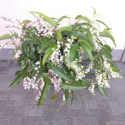 【現品】ハーデンベルキア　2ポット　薄紫色・白色花鉢　観葉植物　蕾沢山　小町藤　4号　花 1枚目の画像