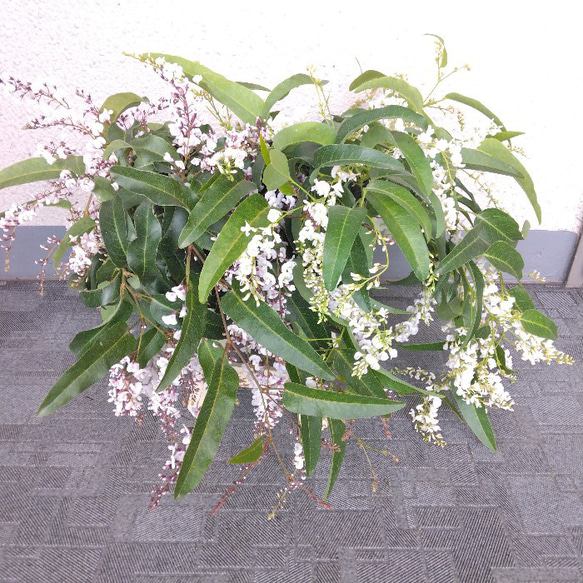 【現品】ハーデンベルキア　2ポット　薄紫色・白色花鉢　観葉植物　蕾沢山　小町藤　4号　花 1枚目の画像