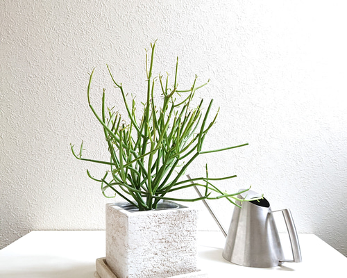 ガラス鉢 （外側緑・中側乳白色）M980 ガラス鉢 （外側緑・中側乳白色