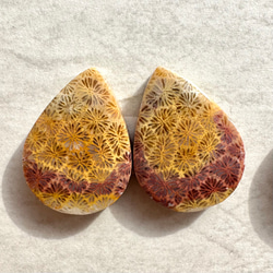 フォッシルコーラル（サンゴの化石）ペア【CRL026-029】 5枚目の画像