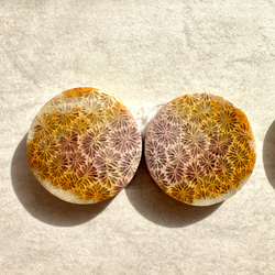 フォッシルコーラル（サンゴの化石）ペア【CRL026-029】 3枚目の画像