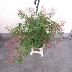 ハゴロモジャスミン【羽衣ジャスミン】　花苗　観葉植物　吊り鉢　5号鉢　大株　甘い香り　白い花 1枚目の画像