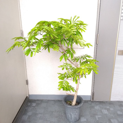 現品】エバーフレッシュ曲がり 大型観葉植物 黄緑色 高さ130◎ 樹形綺麗◎ ボリューム◎ 幹太◎ シンボルツリー 多肉植物 phylicaフィリカ 通販|Creema(クリーマ) 17265554 現品】エバーフレッシュ曲がり 大型観葉植物 黄緑色 高さ130◎ 樹形綺麗◎ ボリューム◎ 幹太◎ シンボルツリー 多肉植物 phylicaフィリカ 通販|Creema(クリーマ) 17265554